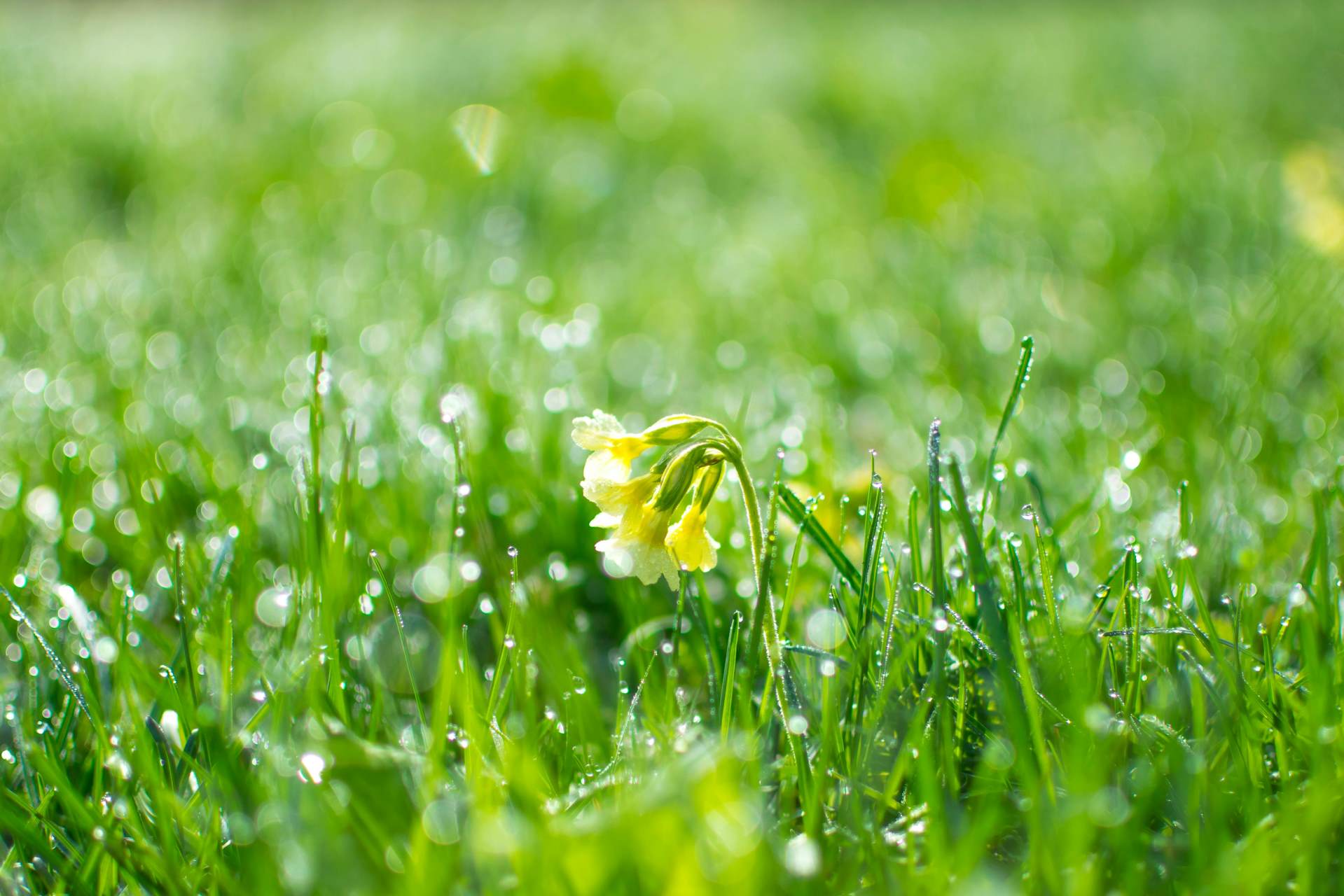 Spring 2