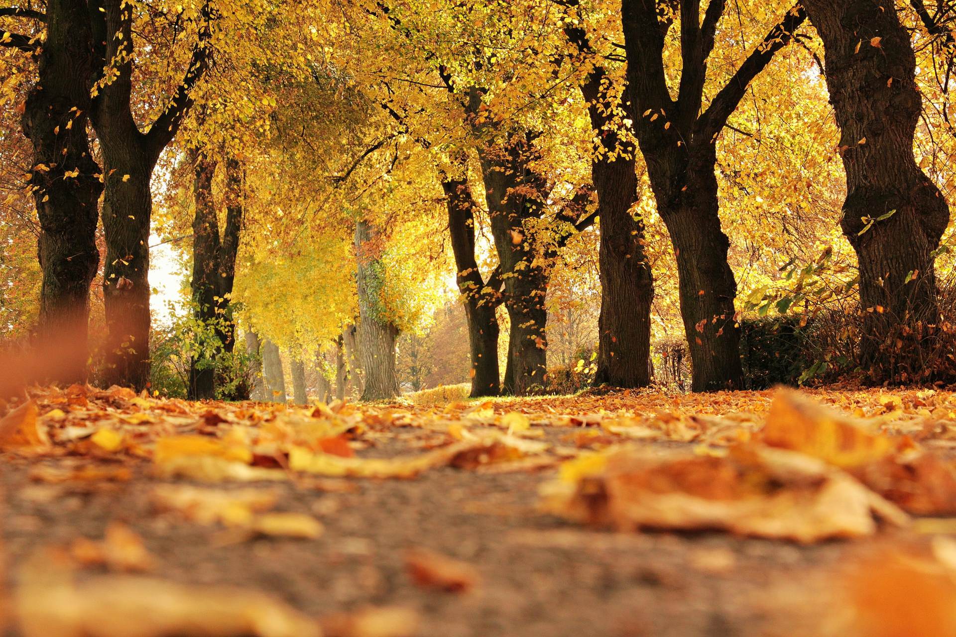 Autumn 1