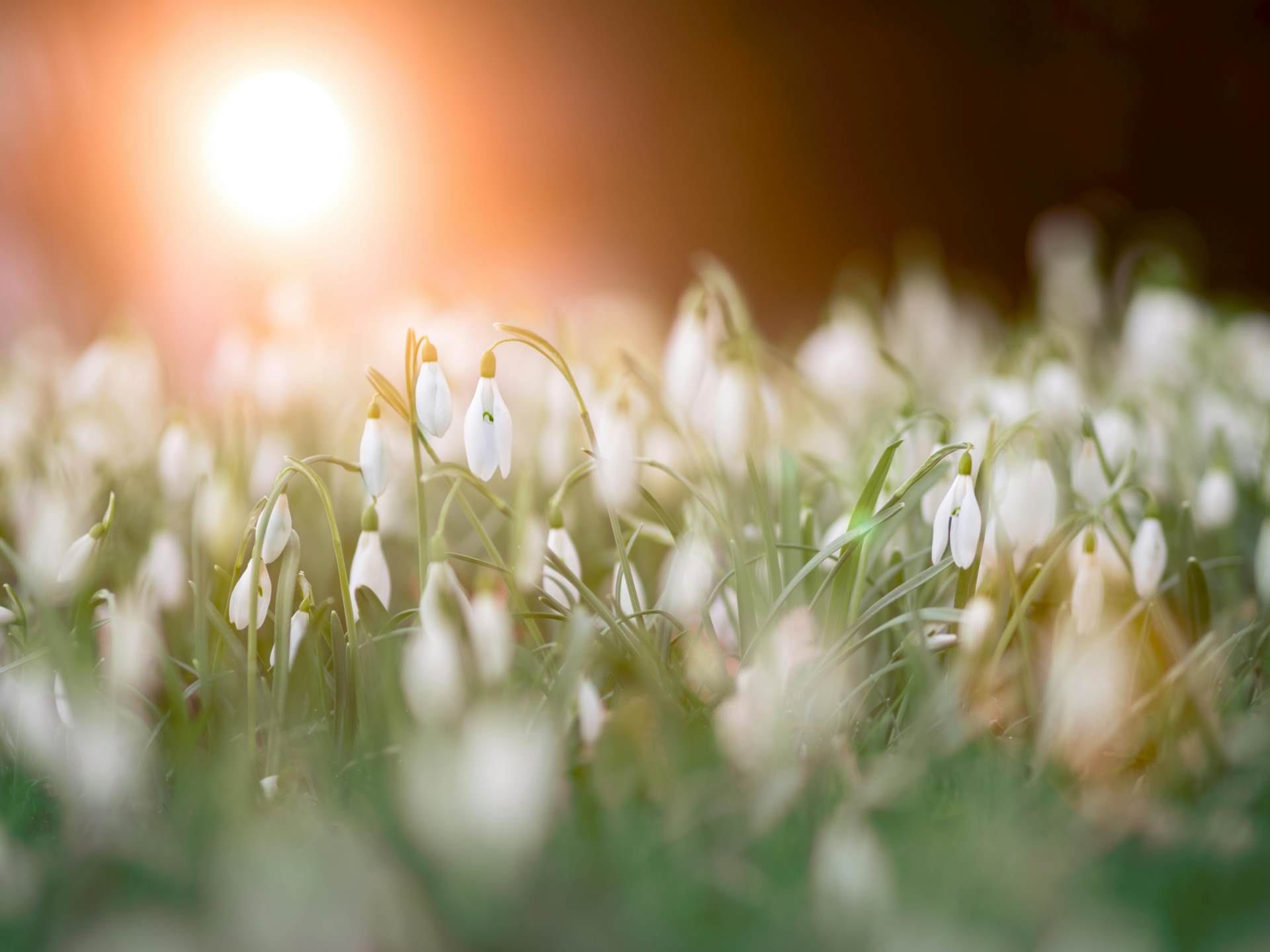 Spring 2